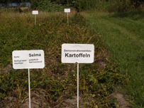 Agrarmuseum Wandlitz: Kartoffelanbau-Demonstrationsfeld